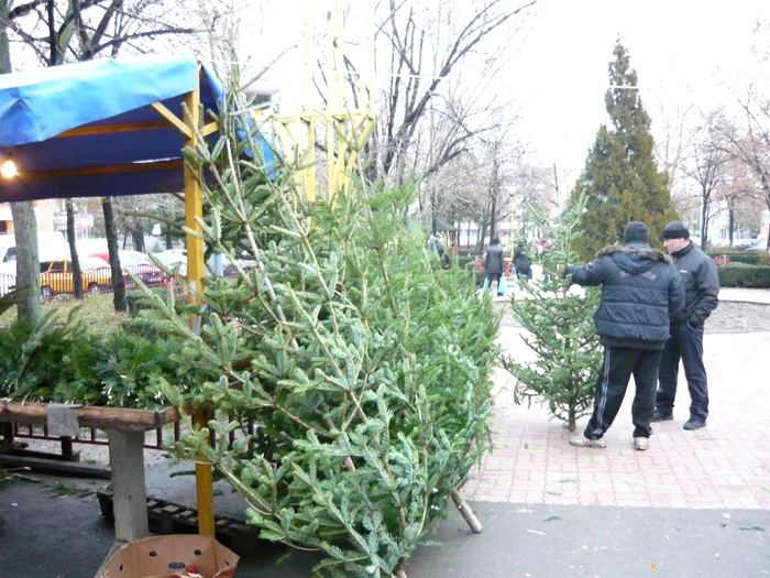 Cel mai ieftin pom de Crăciun va putea fi cumpărat cu 36 de lei FOTO Adevărul