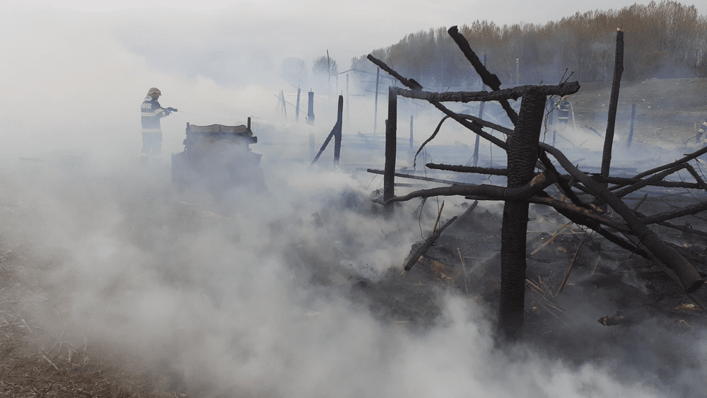 Dezastru la o stână din județul Tulcea. Peste 100 de oi au murit carbonizate din cauza unei țigări 