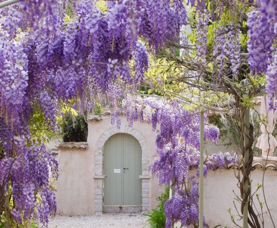 corfu liliac jpg