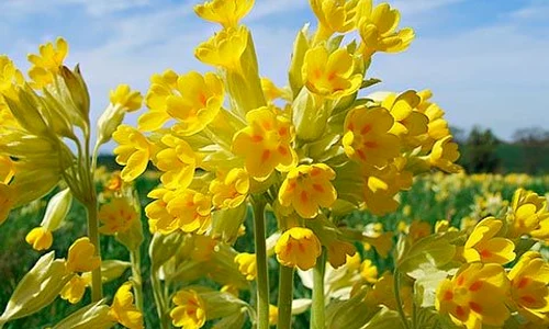 1 ciubotica cucului jpg jpeg