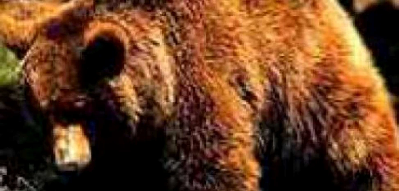 Braşov: 20 de urşi din pădurile de la marginea Braşovului vor fi împuşcaţi