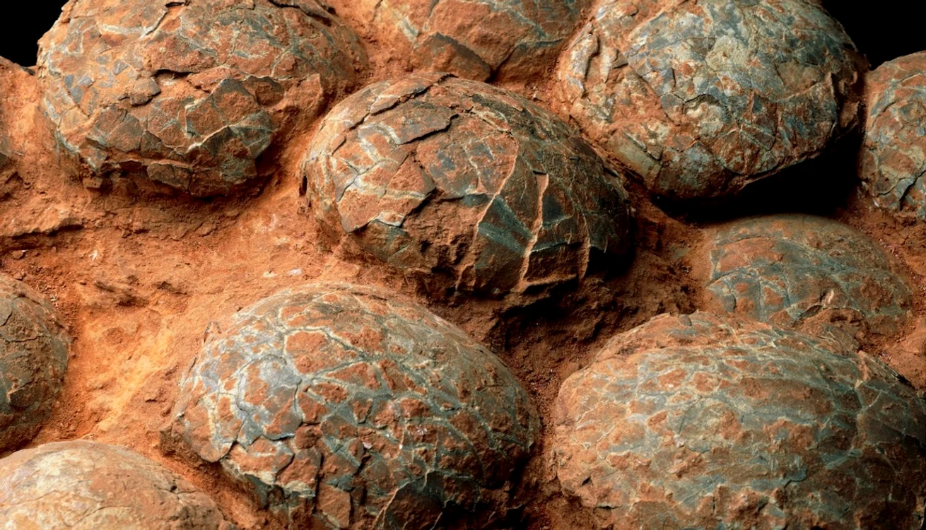 Ouă de dinozaur descoperite în China. Foto: Profimedia Images