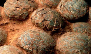 1665669397 oua dinozaur jpg