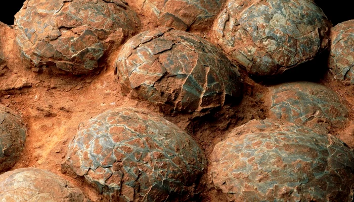 Ouă de dinozaur descoperite în China. Foto: Profimedia Images