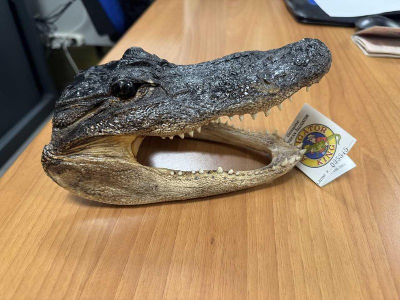 Capul uscat al unui crocodil, găsit într-un bagaj pe aeroportul din Torino. Ce pedeapsă riscă pasagerul