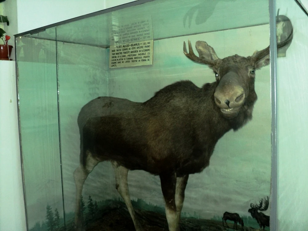 Exemplarul împuşcat în 1973 este expus la muzeul din Piatra Neamţ FOTO: Florin Jbanca