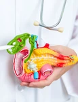 pancreas shutterstock 2468612665 jpg