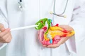 pancreas shutterstock 2468612665 jpg