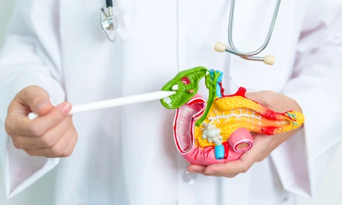 pancreas shutterstock 2468612665 jpg