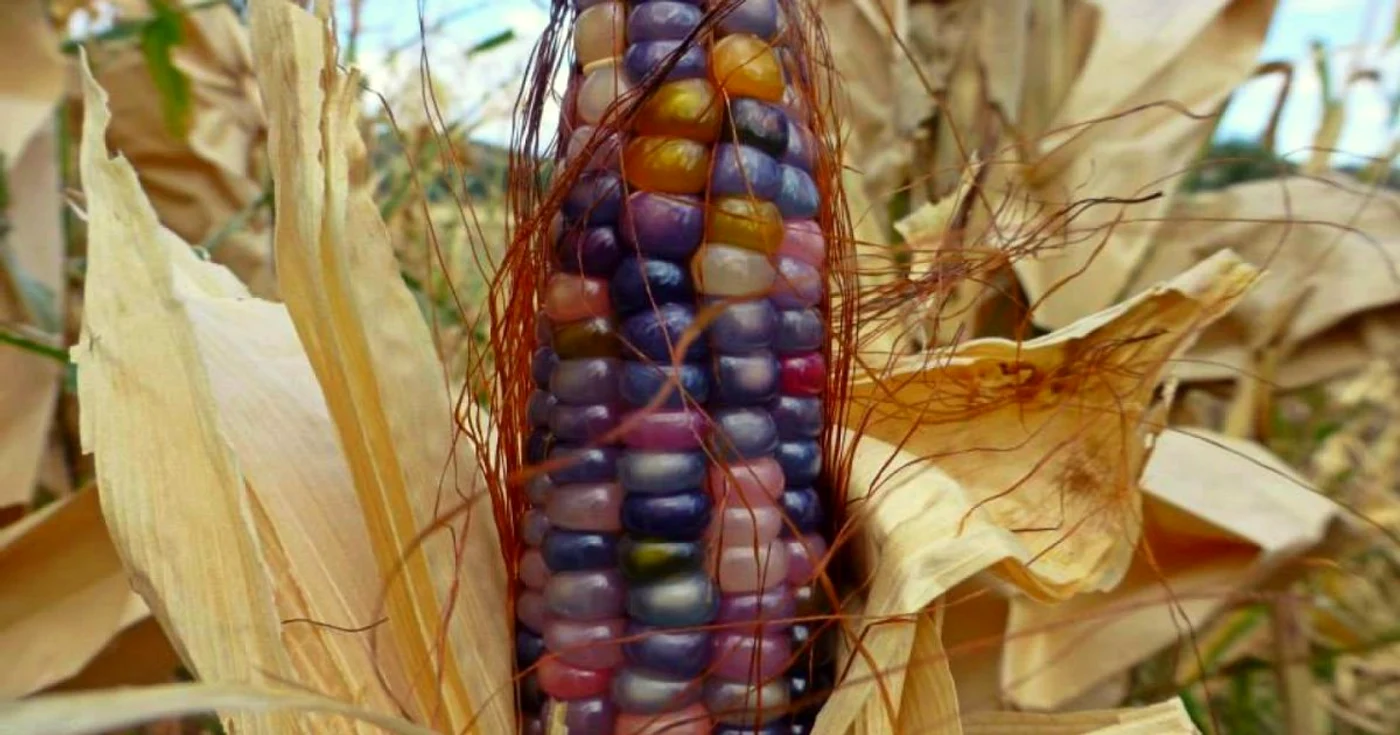 FOTO: Facebook/ Glass Gem Corn