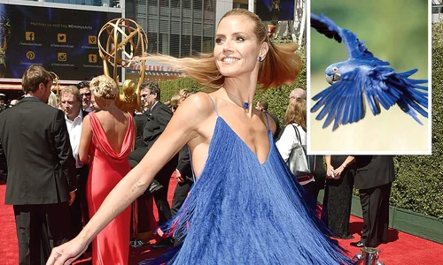 heidi klum papagal jpeg