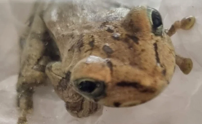 Broasca nu este otrăvitoare (Foto: Profimedia)