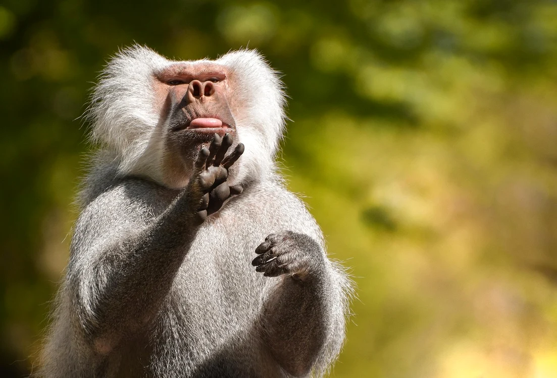 Babuinii sunt extrem de deștepți / foto: Pixabay