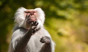 baboon 6969935 1280 jpg