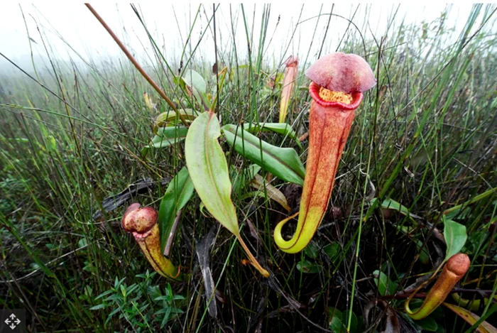 Una dintre cele mai bizare plante de pe planetă. Foto: Live Science/Jeremy Holden