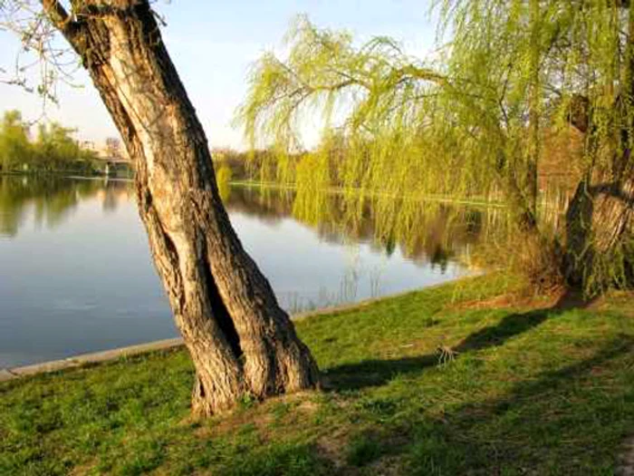 
    În următoarele două zile temperaturile vor fi în creștere și precipitații se vor semnala doar izolatfoto: Click!  