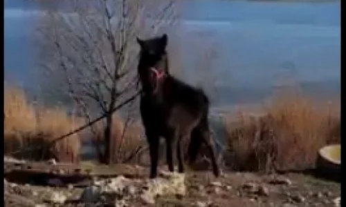 cai captura adevarul 0 jpeg