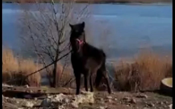 Caii sunt legați pe marginea lacului ZarguzonFoto: adevarul.ro