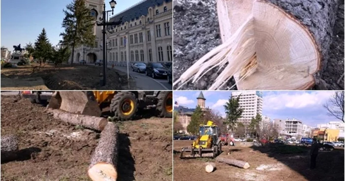 Primăria a spus că brazii ar fi fost bătrâni însă pozele de la faţa locului contrazic această apărare FOTO Facebook/Silviu Gurlui