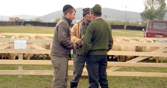 Mioriţa „made  in Bistriţa“
