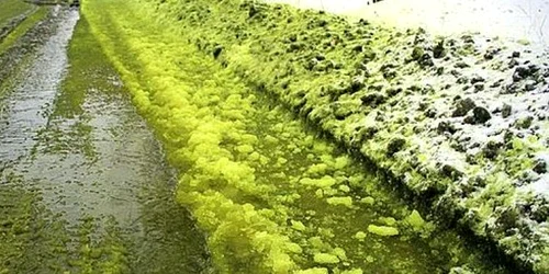 Zapada verde Pervouralsk FOTO Captura @East2West via Daily Mail