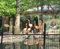 9 gradina zoologica bucuresti 2 jpg jpeg