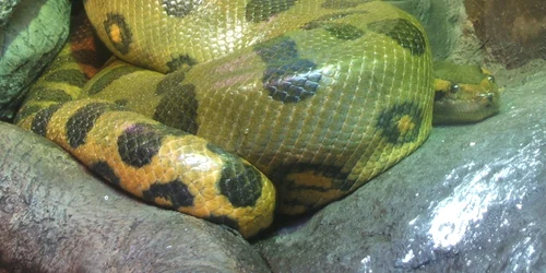 anaconda verde FOTO Wikipedia jpg jpg