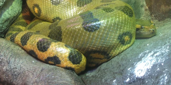 anaconda verde FOTO Wikipedia jpg jpg