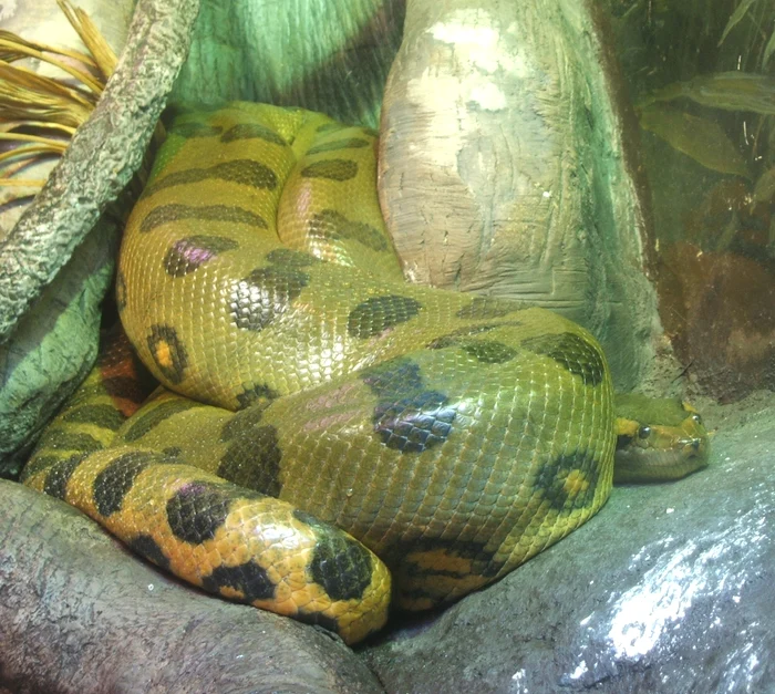 Noua specie de anaconda verde poate atinge dimensiuni uimitoare