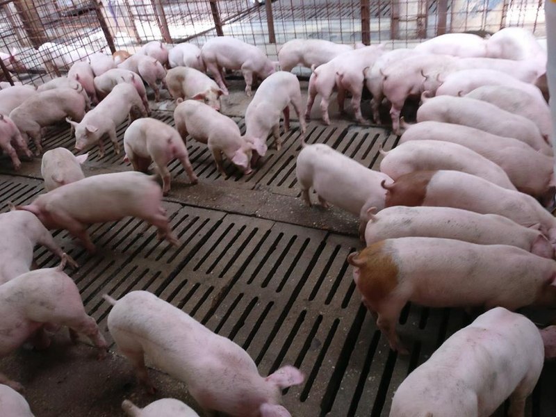 Noi reguli pentru creșterea porcilor și păsărilor și reducerea emisiilor produse în fermele de animale