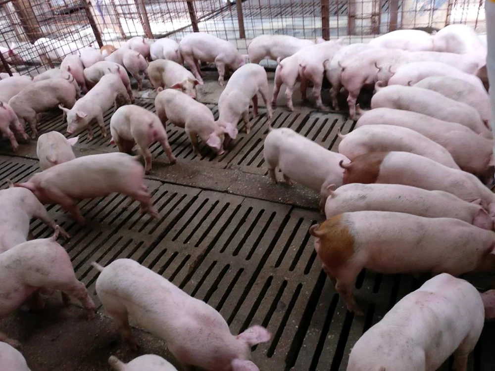 Cea mai mare fermă de porci din Vâlcea - Porcellino Grasso din Băbeni Foto porcellinograsso ro