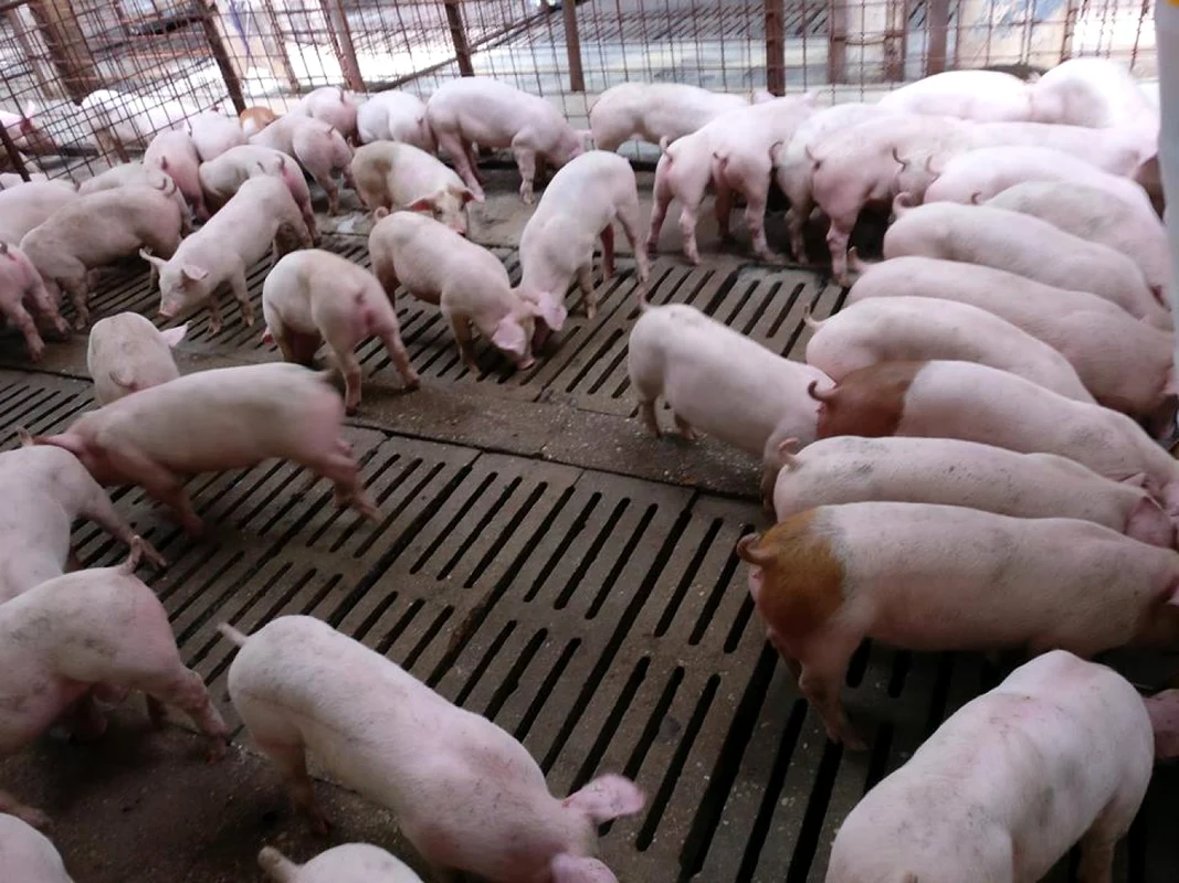 Cea mai mare fermă de porci din Vâlcea - Porcellino Grasso din Băbeni Foto porcellinograsso ro