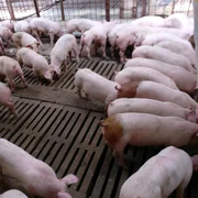 Cea mai mare fermă de porci din Vâlcea - Porcellino Grasso din Băbeni Foto porcellinograsso ro