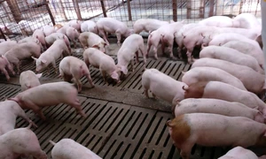 Cea mai mare fermă de porci din Vâlcea - Porcellino Grasso din Băbeni Foto porcellinograsso ro