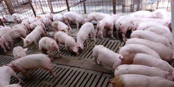 Cea mai mare fermă de porci din Vâlcea - Porcellino Grasso din Băbeni Foto porcellinograsso ro