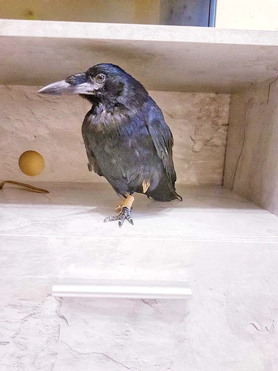 “Cronco”, o pasăre jucăuşă