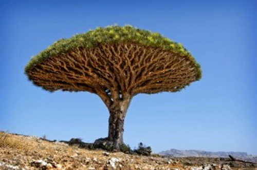 6d1588123967164da32d3331fbd4b562 jpg jpeg