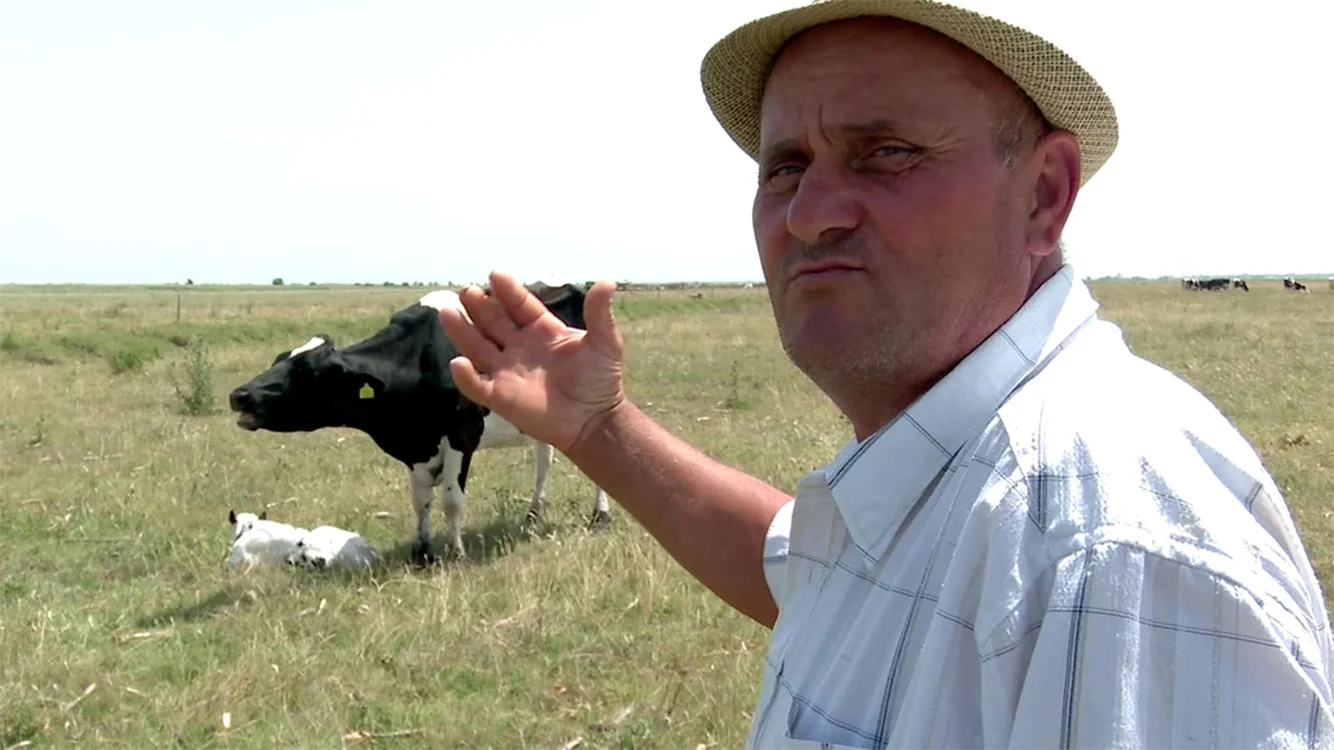 “Şi vitele suferă din cauza căldurii”, explică fermierii din Bărăgan