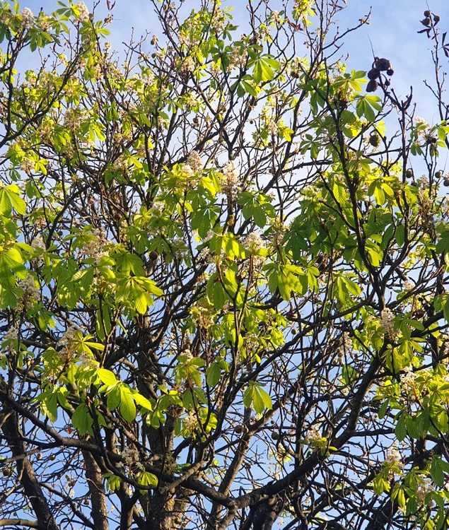 Castani înfloriți a doua oară FOTO Alex Vlaicu