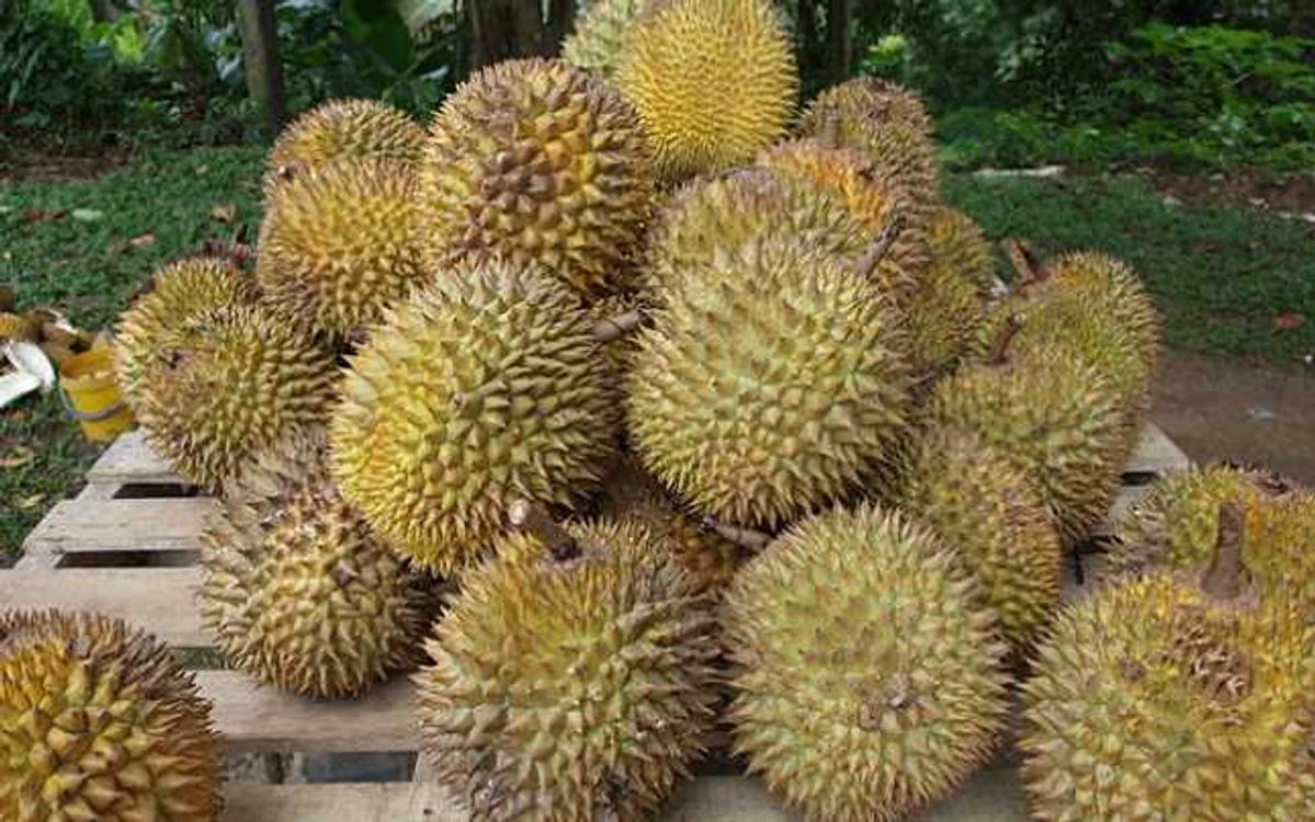 Fructe Durian