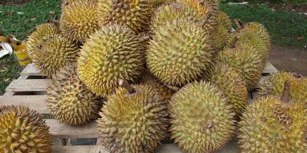 durian fruct