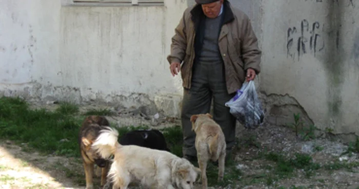 Botoşani: Botoşănenii, pândiţi de câini la fiecare colţ UPDATE (GALERIE FOTO)