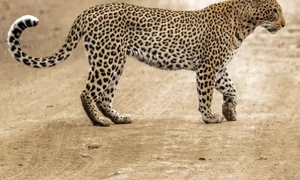 image png