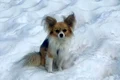 Chihuahua erou elvetia jpg