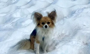Chihuahua erou elvetia jpg