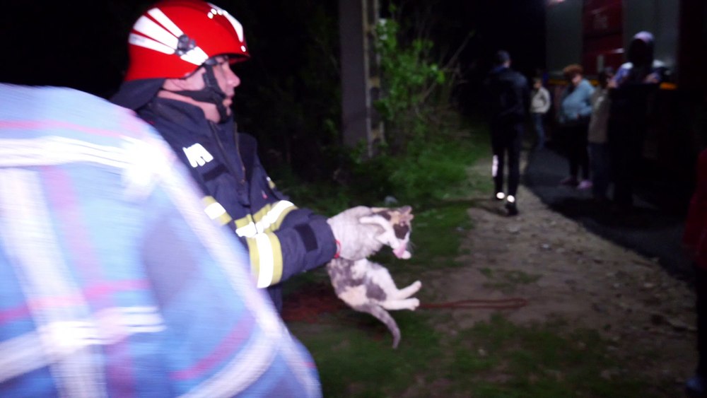 Pisică salvată dintr-o fântână în care a fost captivă peste două săptămâni VIDEO