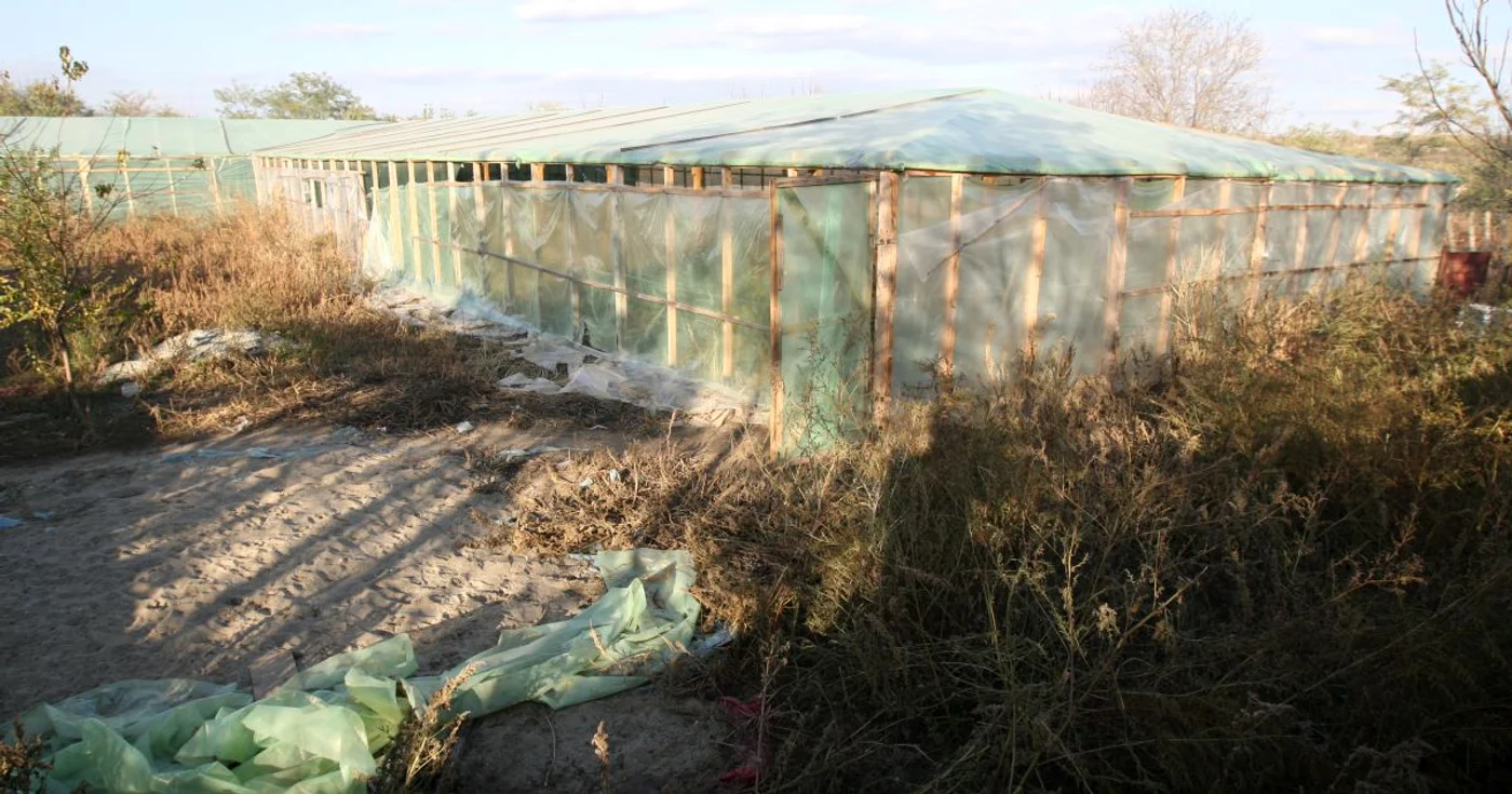 Ferma de marijuana a fost descoperită într-un sat cu 300 de locuitori 