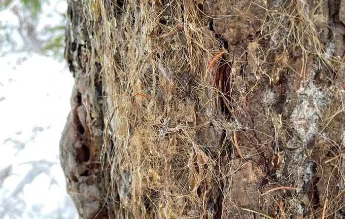 Ce a rămas pe un copac, după ce un urs s-a frecat de trunchiul lui FOTO Salvamont Maramureș