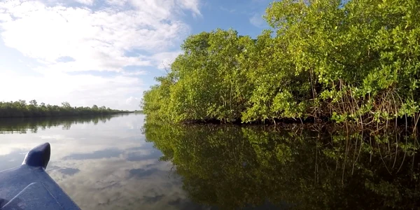 Cea mai mare bacterie din lume a fost descoperita in insula Guadelupa din Marea Caraibelor FOTO Profimedia