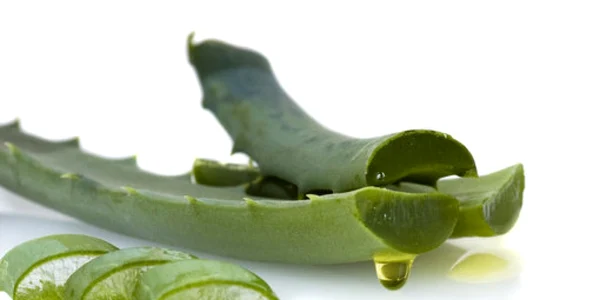calarasi aloe